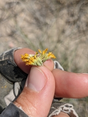 Picradeniopsis oppositifolia