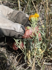 Picradeniopsis oppositifolia