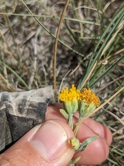 Picradeniopsis oppositifolia