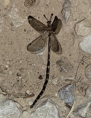 Clathroneuria schwarzi