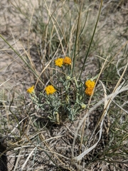 Picradeniopsis oppositifolia