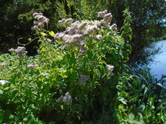 Eupatorium cannabinum