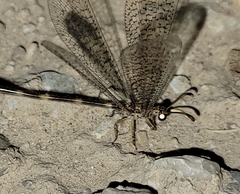 Clathroneuria schwarzi