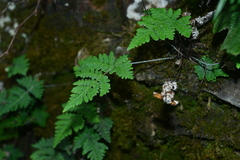 Aleuritopteris krameri