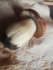 Boletus rubriceps