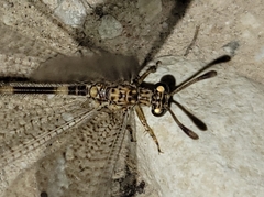 Clathroneuria schwarzi
