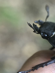 Lucanus cervus turcicus