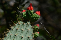 Tacinga palmadora