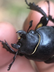 Lucanus cervus turcicus