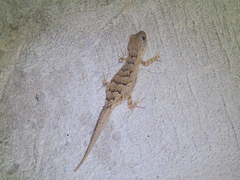 Mediodactylus russowii