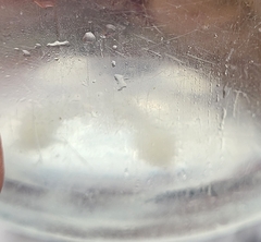 Ptychogena lactea