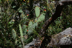 Tacinga palmadora