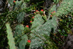 Tacinga palmadora