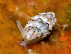Zafra vercoi