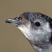South Georgia Diving Petrel - Photo (c) Greg Lasley, some rights reserved (CC BY-NC), uploaded by Greg Lasley