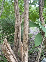 Tabernaemontana ochoterenae