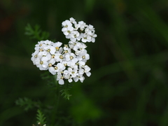 Achillea millefolium