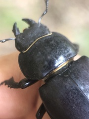 Lucanus cervus turcicus