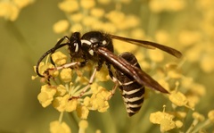 Dolichovespula arctica