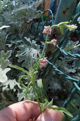 Matthiola longipetala