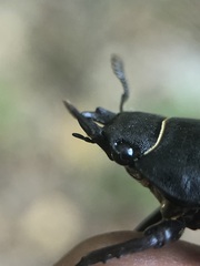 Lucanus cervus turcicus