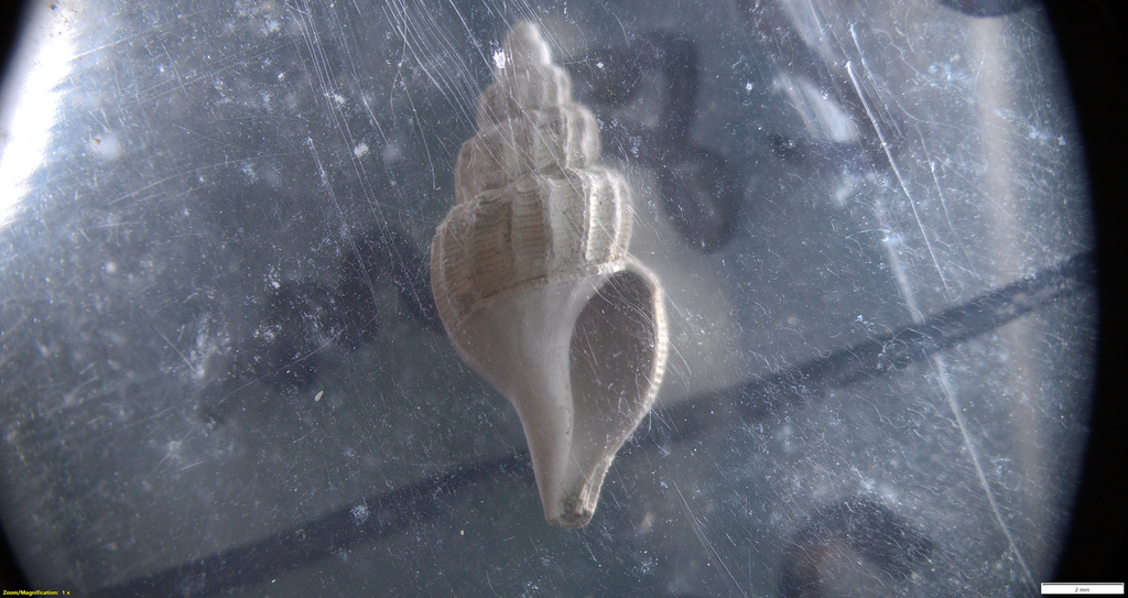 Propebela scalaris
