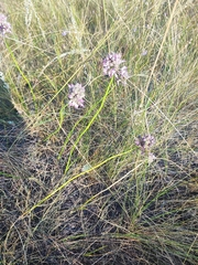 Allium cretaceum