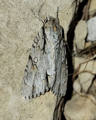 Acronicta thoracica
