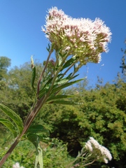 Eupatorium cannabinum