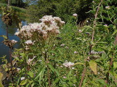Eupatorium cannabinum