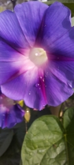 Ipomoea purpurea