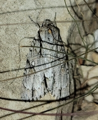 Acronicta thoracica