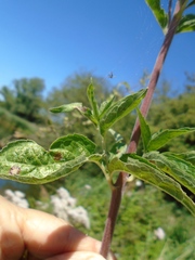 Eupatorium cannabinum