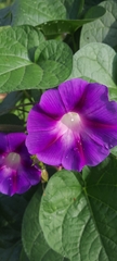 Ipomoea purpurea