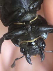 Lucanus cervus turcicus