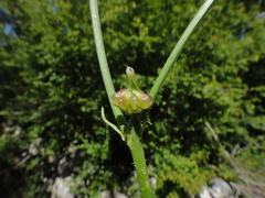 Crepis zacintha