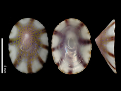 Asteracmea suteri