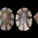 Asteracmea suteri - Photo (c) Saryu Mae, algunos derechos reservados (CC BY), subido por Saryu Mae