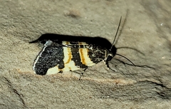 Spragueia funeralis