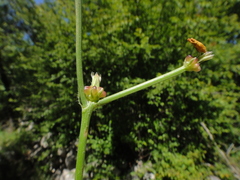 Crepis zacintha