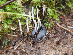 Ophiocordyceps entomorrhiza
