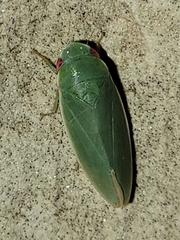 Acusana