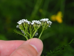 Achillea millefolium