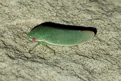 Acusana