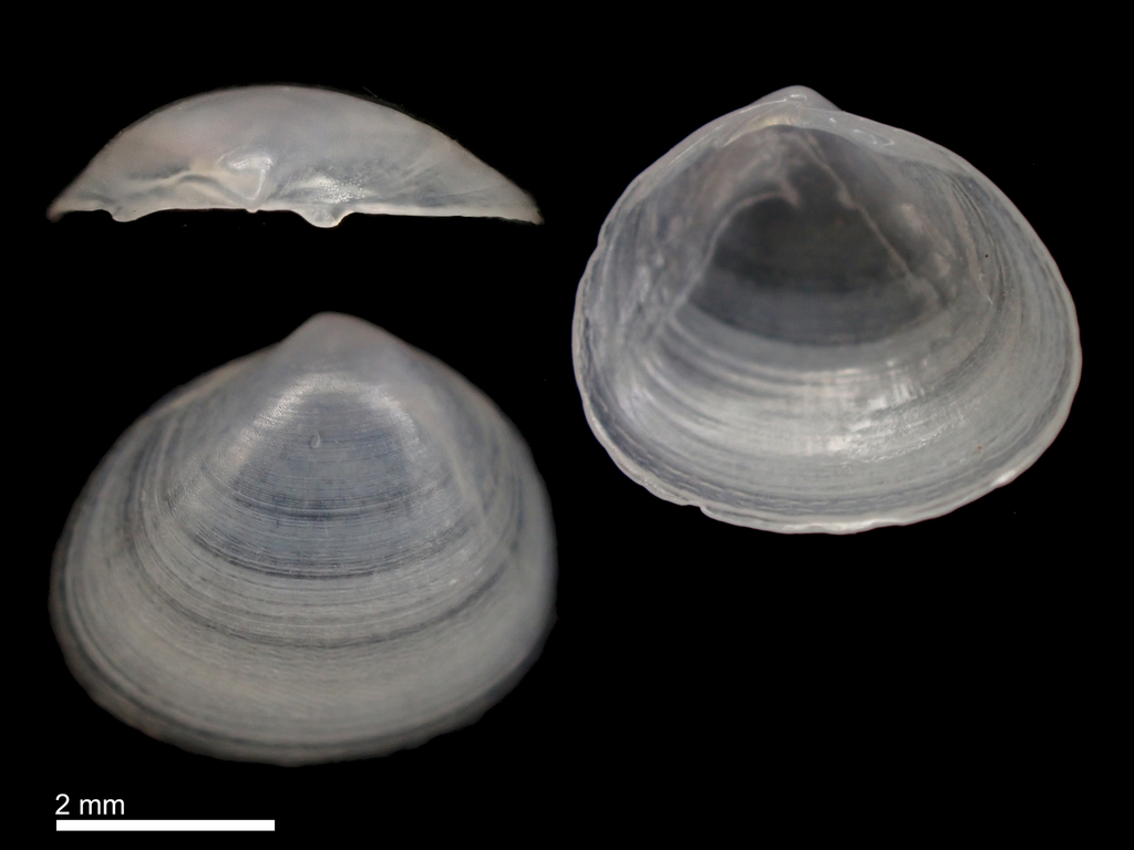 Arthritica
