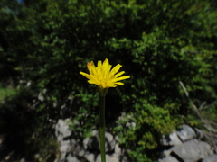 Crepis zacintha