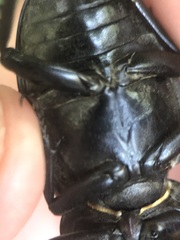 Lucanus cervus turcicus