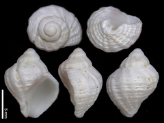 Coralliophila squamosissima