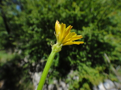 Crepis zacintha