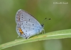 Short-tailed Blue - Photo (c) Marcello Consolo, some rights reserved (CC BY-NC-SA)